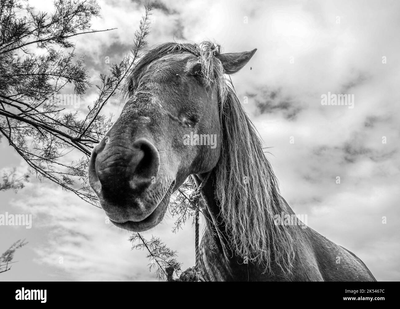Cute primo piano di un cavallo faccia e testa Foto Stock