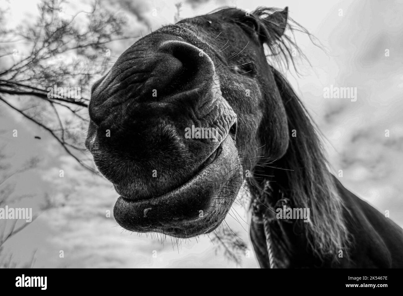 Cute primo piano di un cavallo faccia e testa Foto Stock