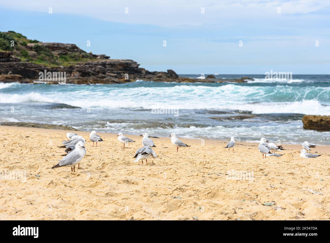 Gabbiani d'argento sulla sabbia a Maroubra Beach, Sydney, Australia Foto Stock
