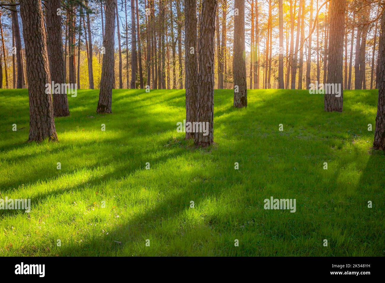 Tramonto tra alberi di tronco e prato verde nel parco pubblico, Vilnius, Lituania Foto Stock