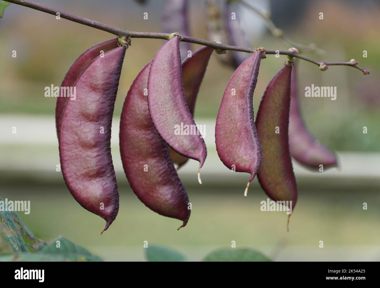 Primo piano dei fagioli viola giacinto, una vigorosa e ornamentale pianta di vite annuale Foto Stock