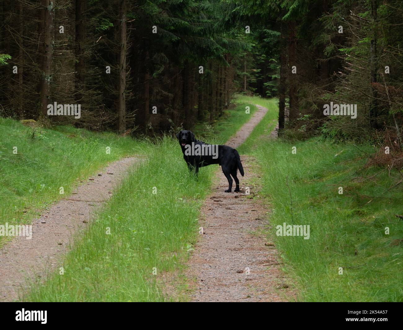 Un adorabile cane Labrador nero in una passeggiata in una foresta sempreverde Foto Stock