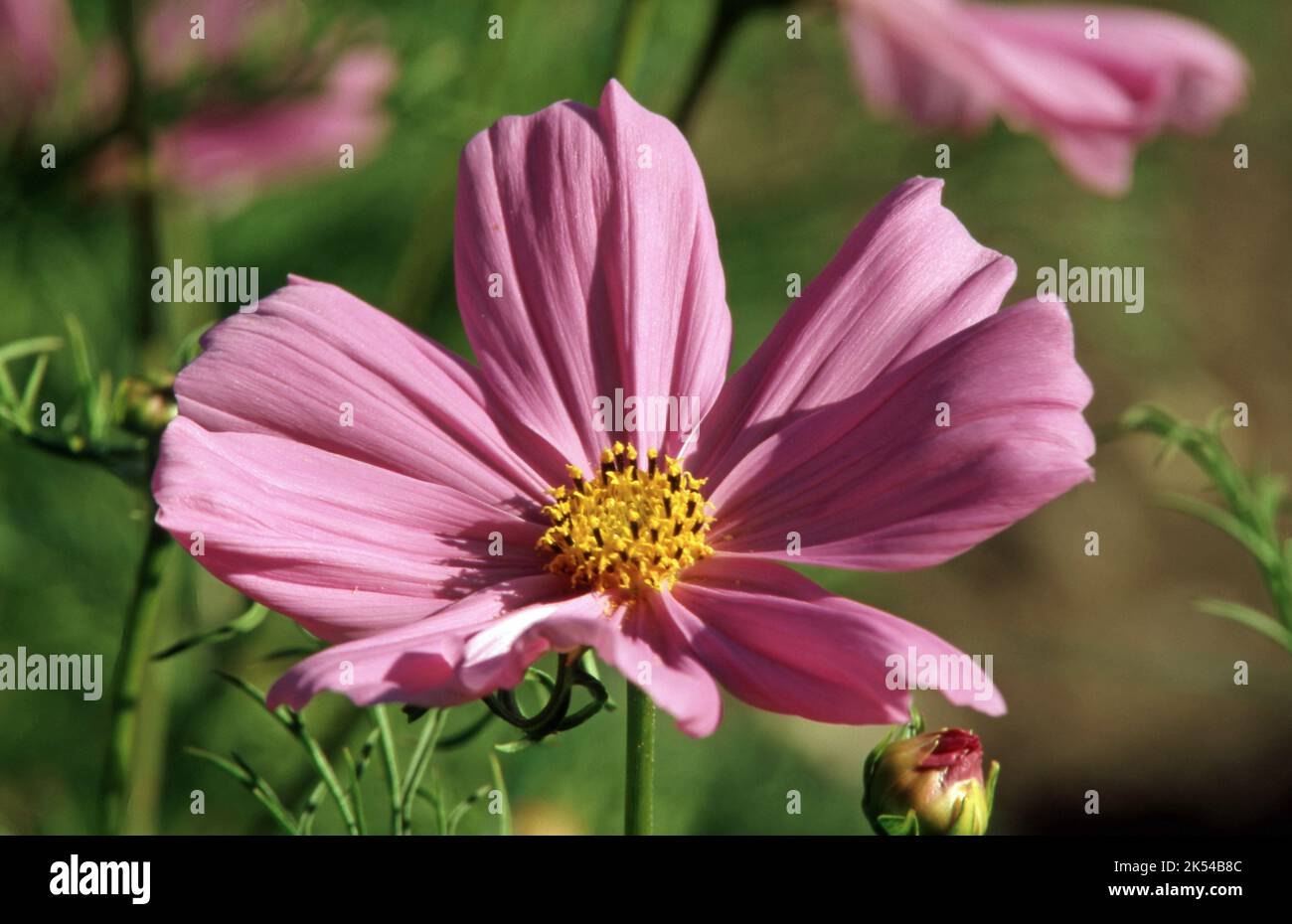 PRIMO PIANO DEL FIORE ROSA COSMOS BIPINNATUS (ASSAGGIATORI MESSICANI DI GARDEN COSMOS) AUSTRALIA. Foto Stock