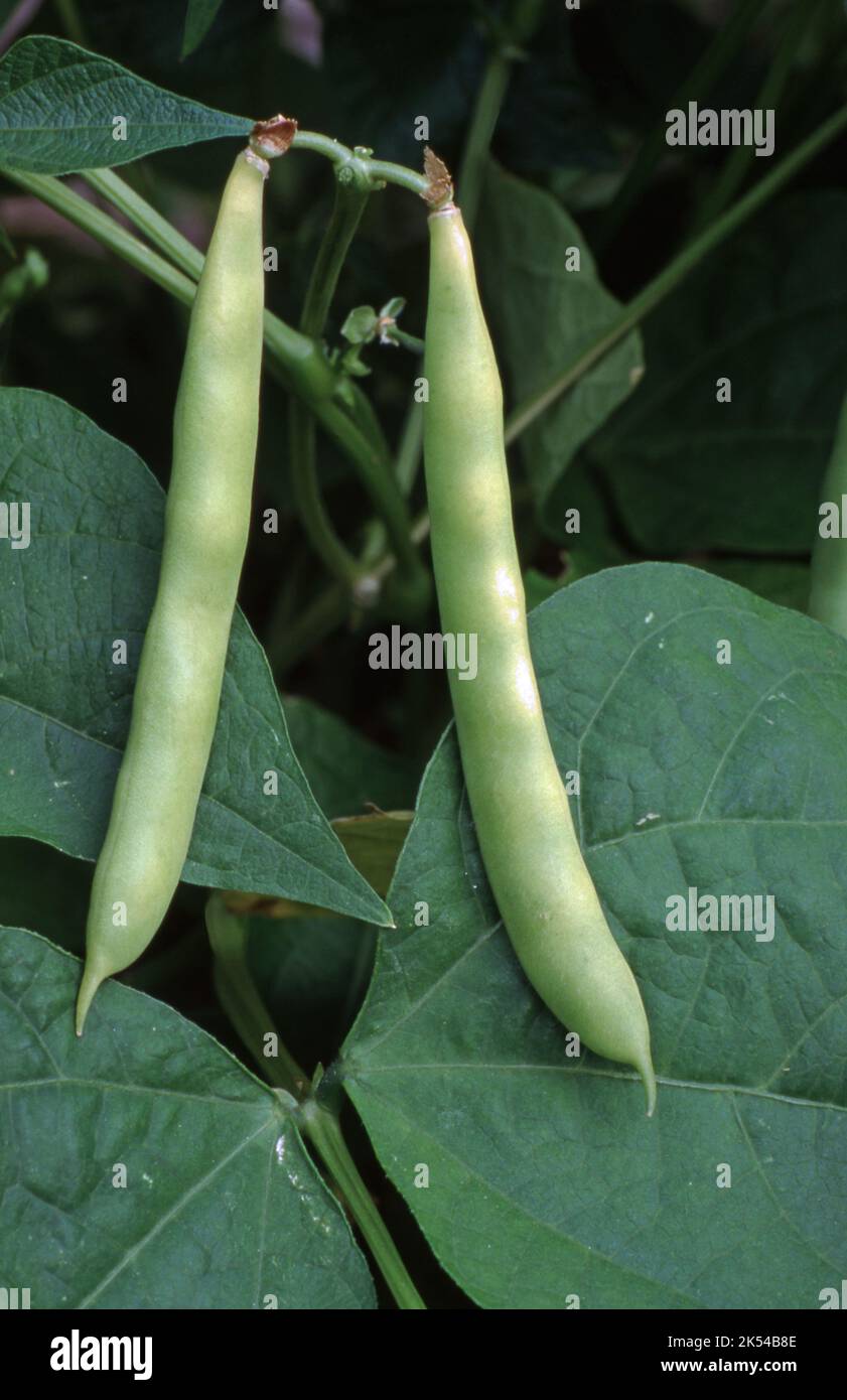 BACCELLI DI FAGIOLO SETTENTRIONALE GRANDE (PHASEOLUS VULGARIS) SU PIANTA. Foto Stock