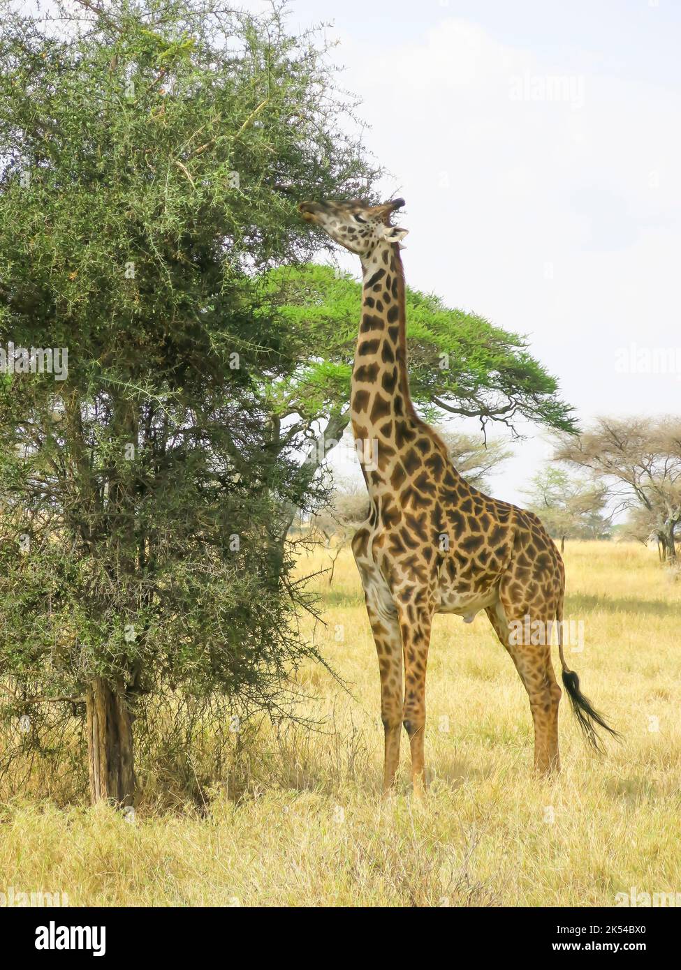 Giraffa al lato dell'albero, Parco Nazionale di Serengeti, Tanzania, Africa Orientale Foto Stock