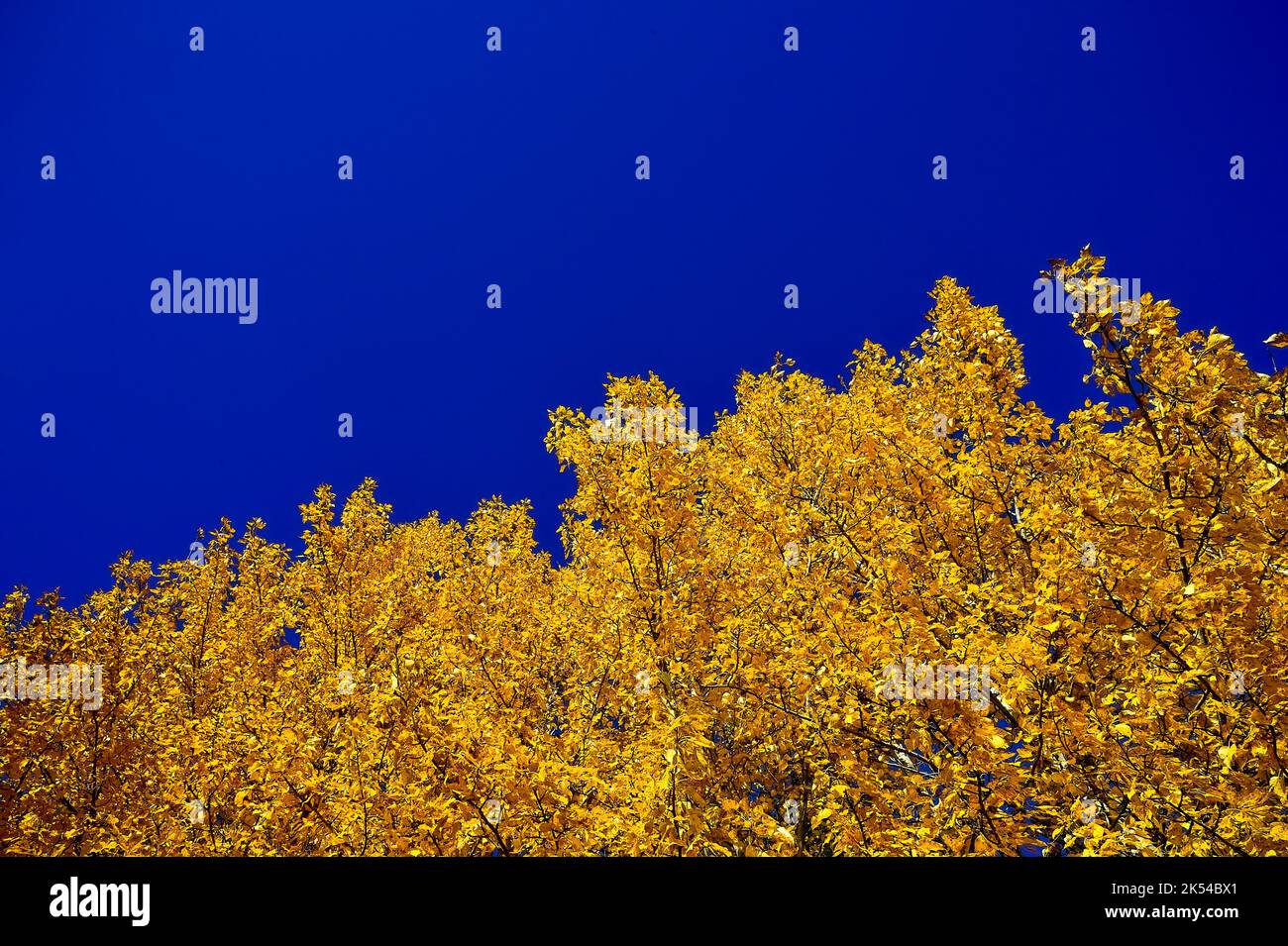 Aspen alberi con foglie di tier che girano i colori luminosi di autumnincontro un cielo blu nella rurale Alberta Canada. Foto Stock