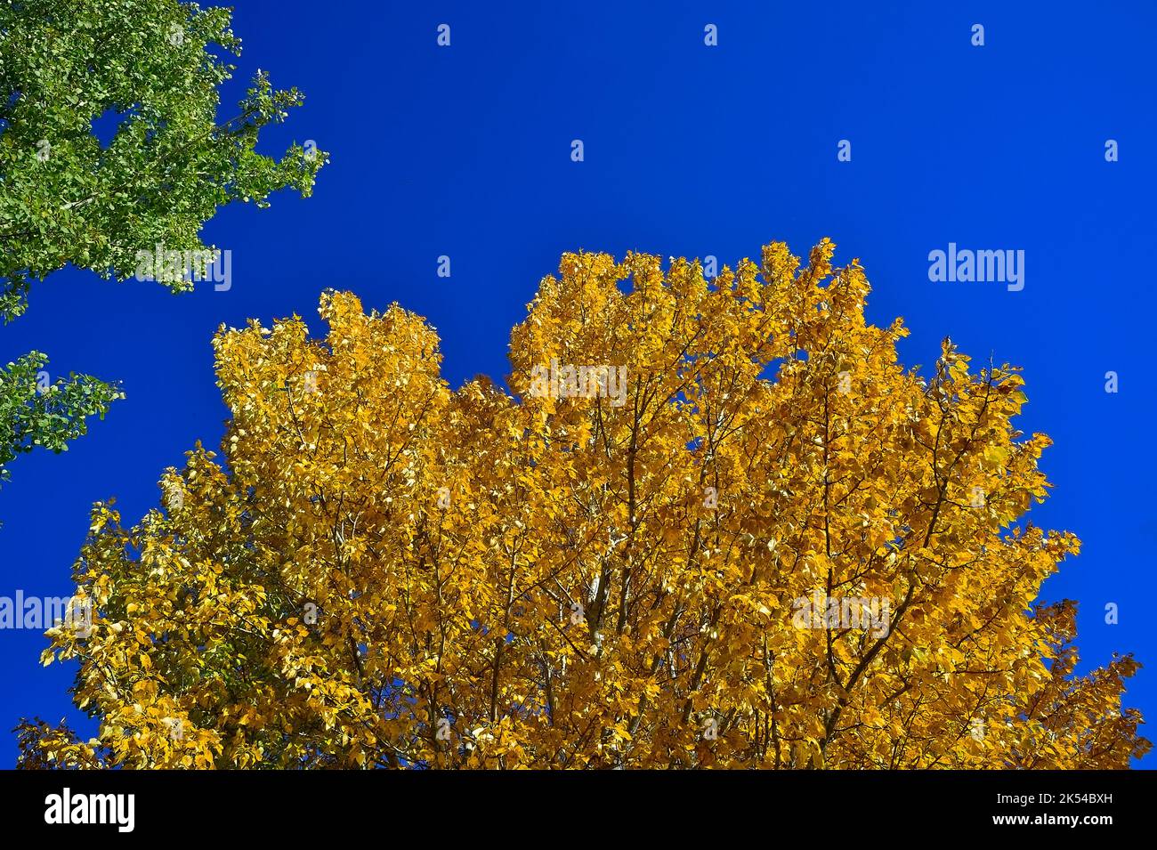 Gli alberi di pioppo con le loro foglie che trasformano i colori brillanti dell'autunno nella campagna Alberta Canada. Foto Stock