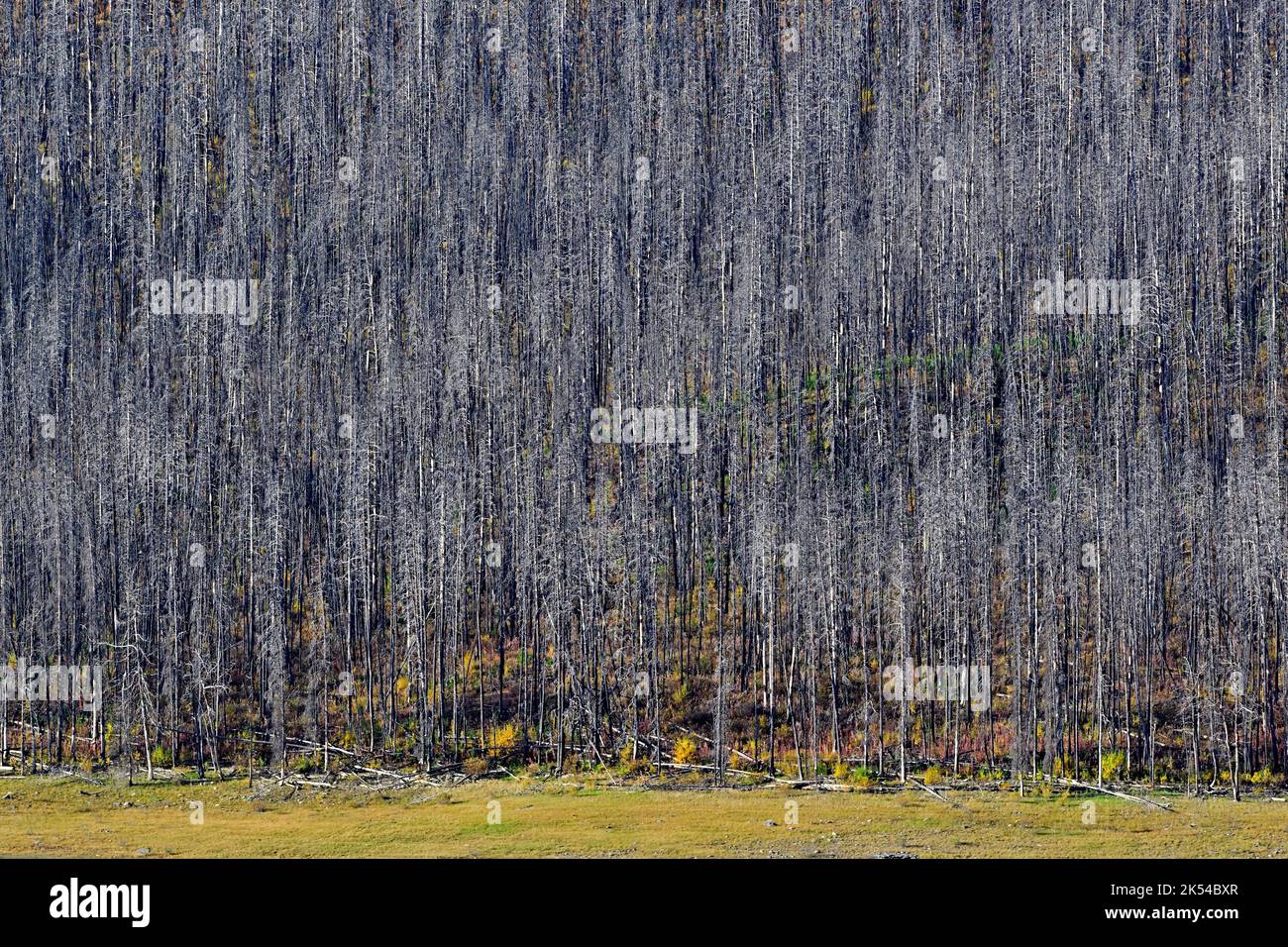 Alberi morti bruciati da un incendio nella foresta lungo la riva del lago Medicine nel Jasper National Park in Alberta Canada Foto Stock
