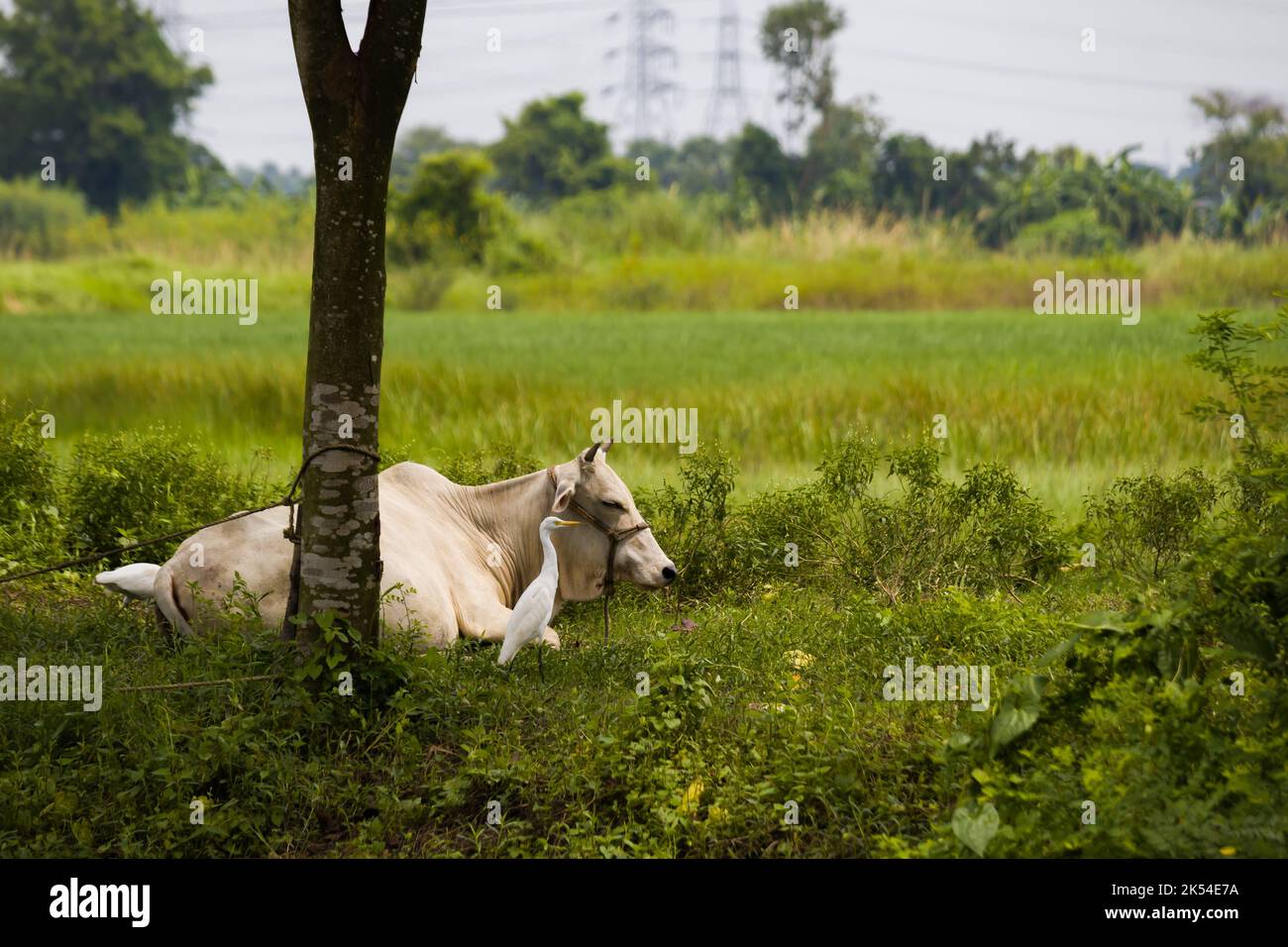 una mucca seduta pacificamente vicino a risaie di india. grandi uccelli bianchi egret che vagano nelle vicinanze. Foto Stock