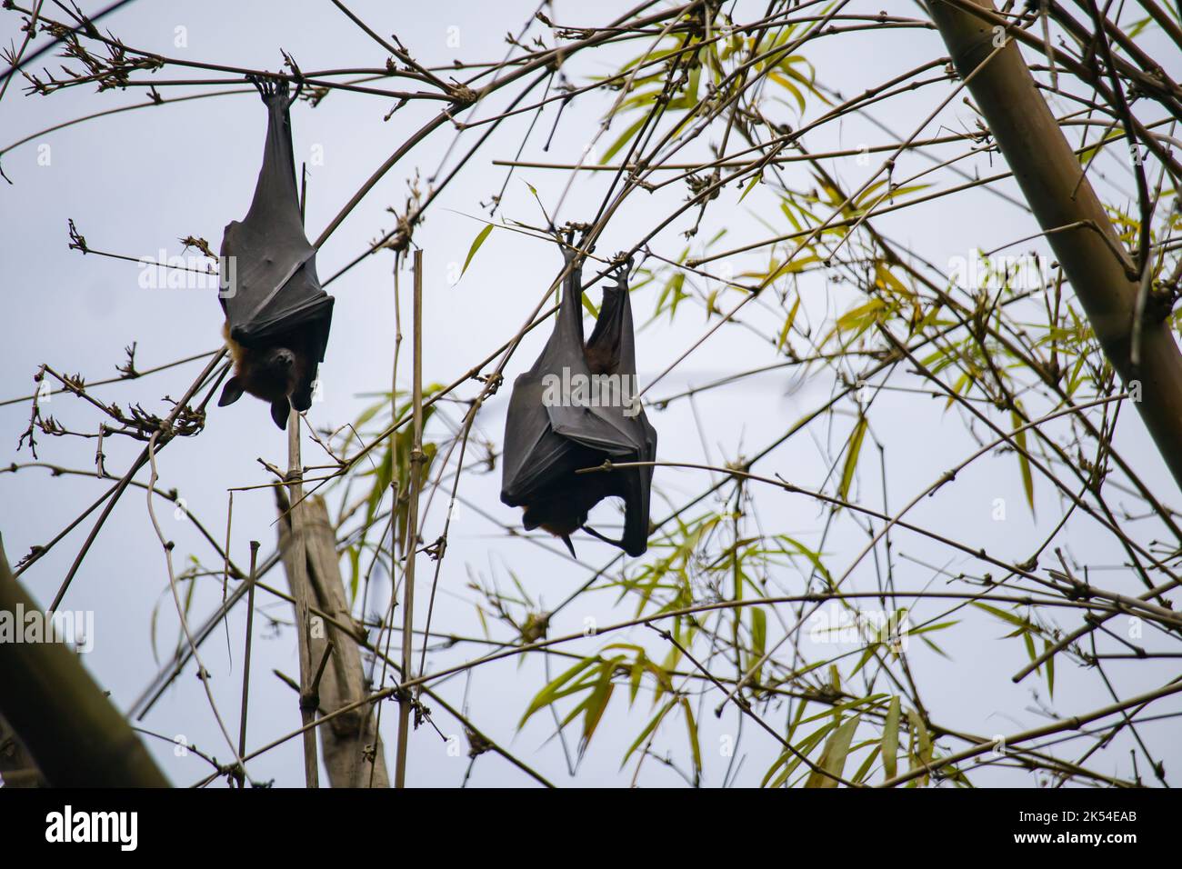 pipistrelli di frutta nera che pendono a testa in giù dai rami dell'albero in kolkata. questi animali notturni dormono in questa posizione di giorno. Foto Stock