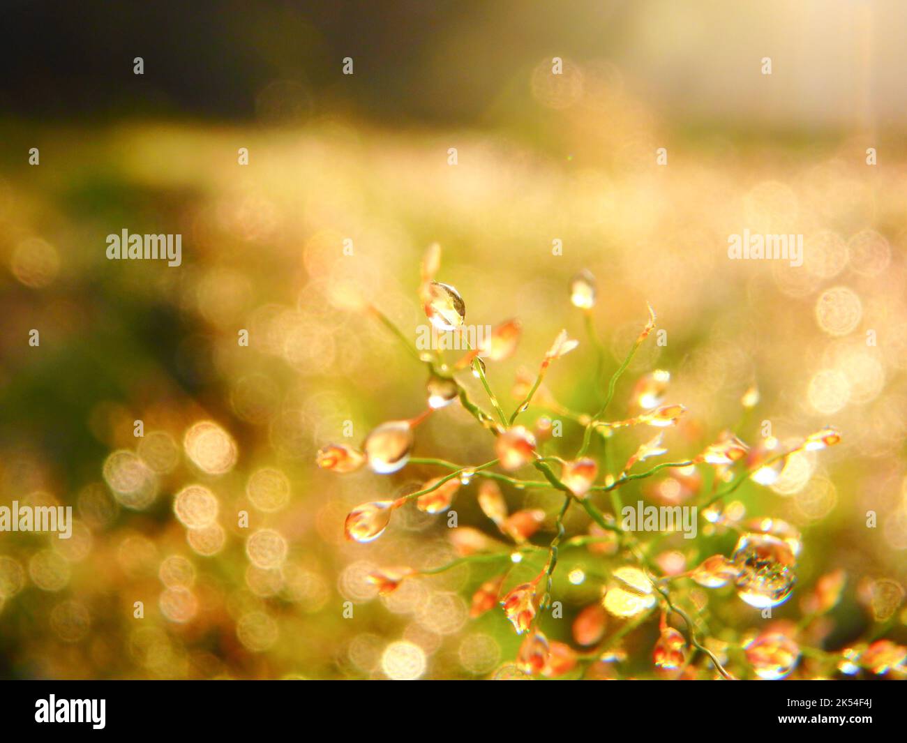 La rugiada del mattino cade sull'erba selvaggia, splendente alla luce del sole Foto Stock