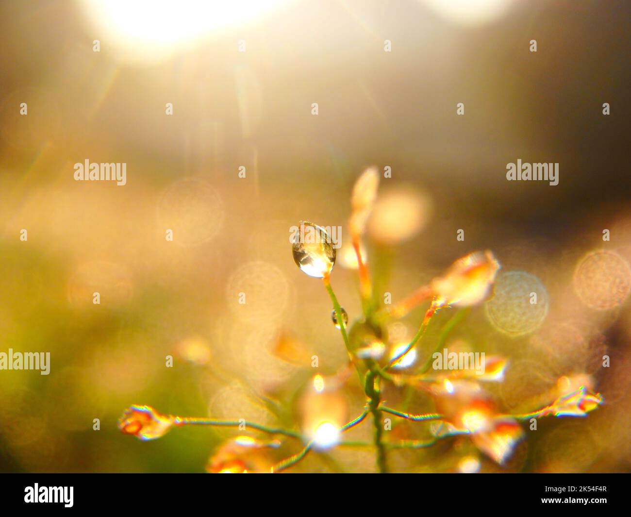 La rugiada del mattino cade sull'erba selvaggia, splendente alla luce del sole Foto Stock