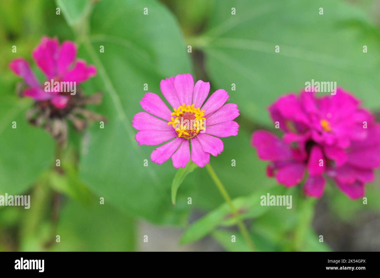 Il fiore di Zinnia porpora è un genere di piante della tribù Heliantheae appartenente alla famiglia delle Asteraceae Foto Stock