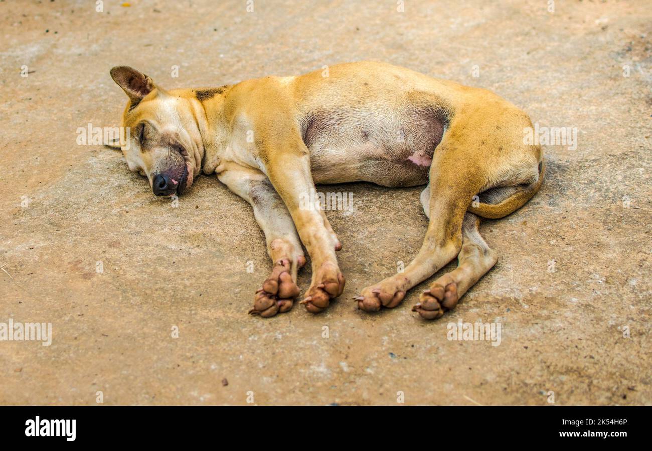 Il mio cane è arancione-marrone. Dorme felicemente. Il cane di colore arancione-marrone Foto Stock