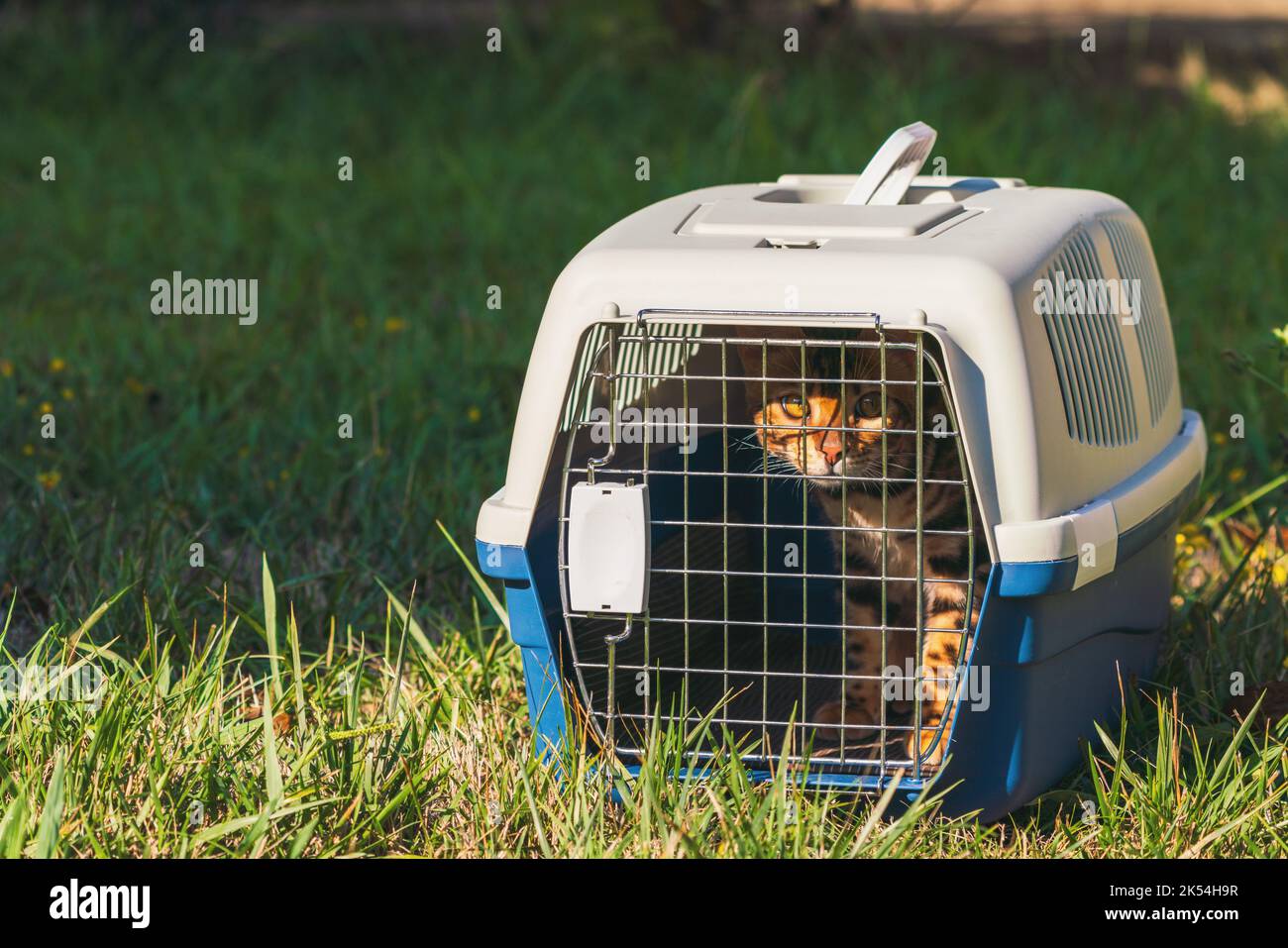 Carrier per gatti per il trasporto di animali domestici Foto Stock