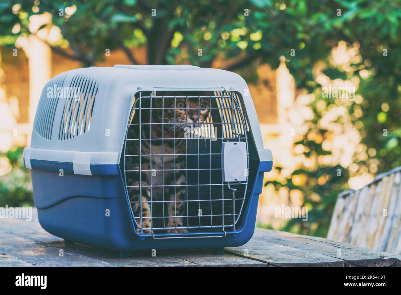 Carrier per gatti per il trasporto di animali domestici Foto Stock