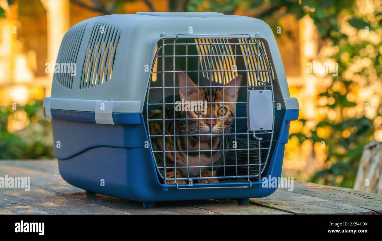 Carrier per gatti per il trasporto di animali domestici Foto Stock