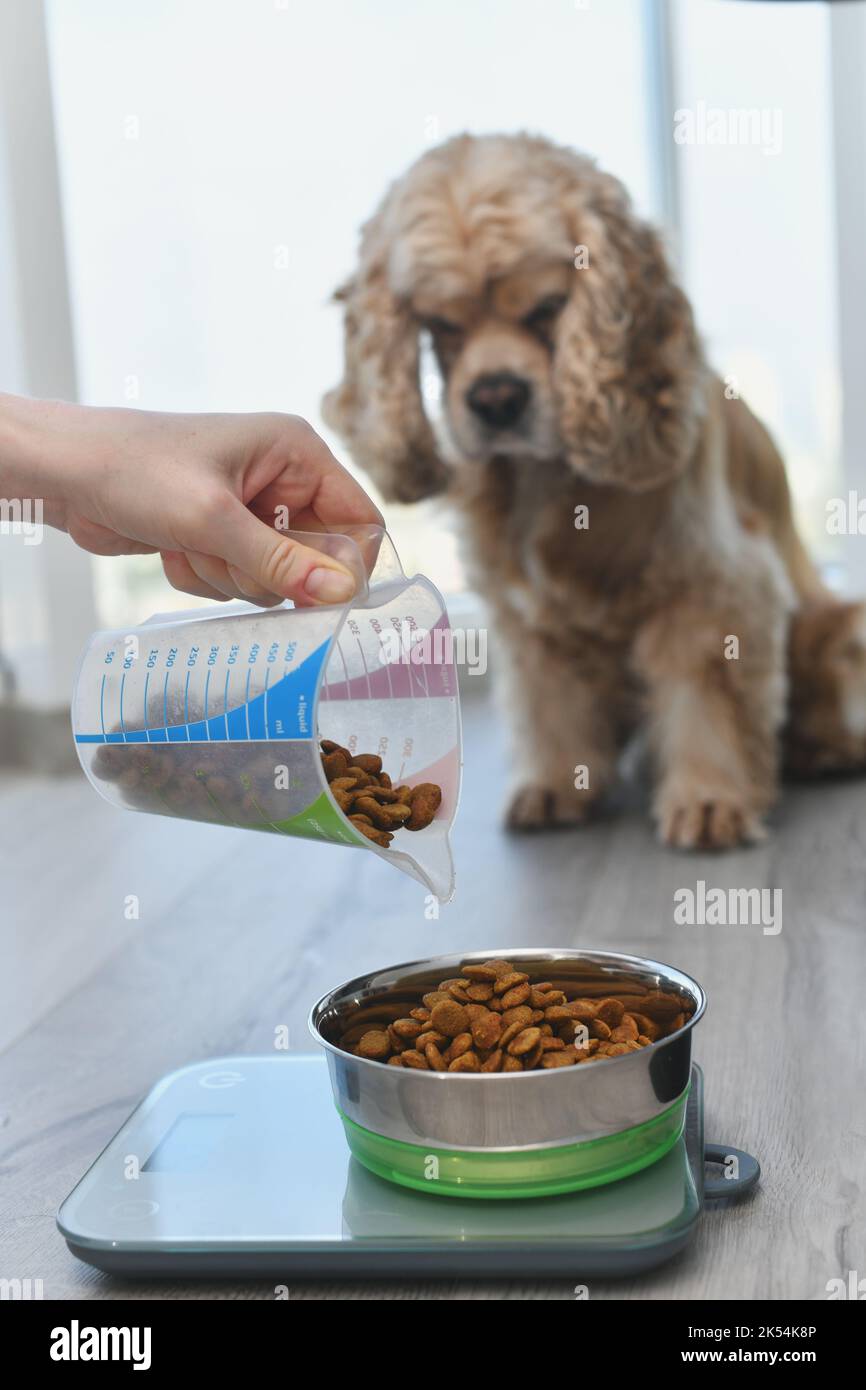 Bilance per cuccioli immagini e fotografie stock ad alta risoluzione - Alamy