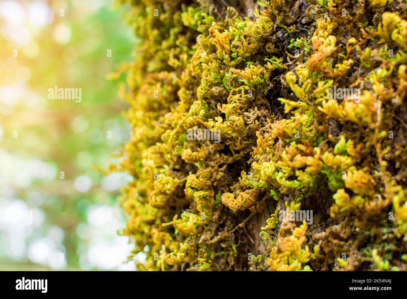 Pietra coperta di muschio. Bella muschio e lichene coperto di pietra. Muschio marrone chiaro sfondo testurizzato in natura. Muschio naturale su pietre nella foresta invernale. Foto Stock