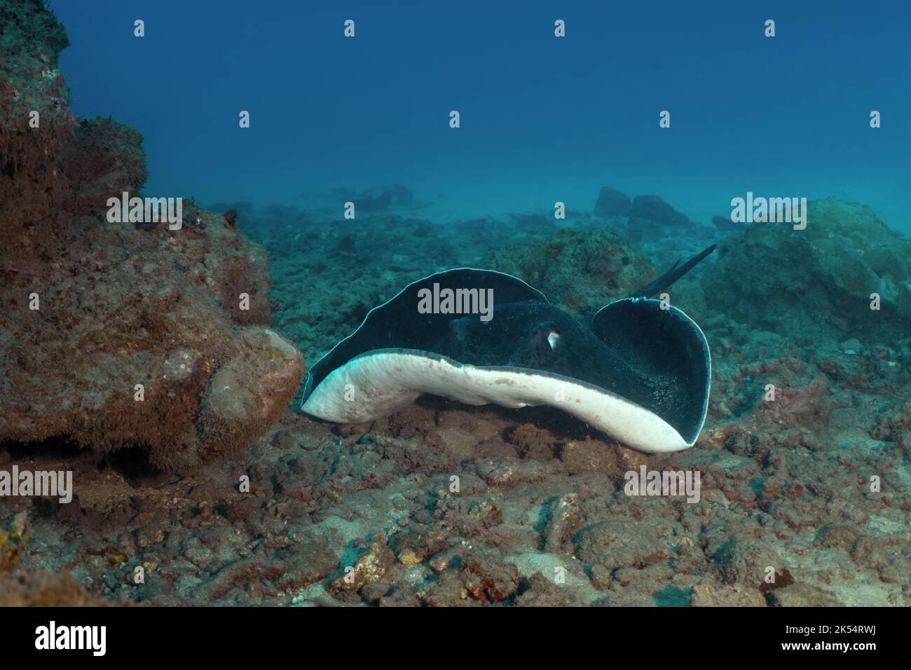 Una stingray marmorizzata (meyeni di Taeniura) riposa sulla sabbia vicino agli affioramenti rocciosi di una barriera corallina nell'Oceano Indiano che circonda Mauritius. Foto Stock