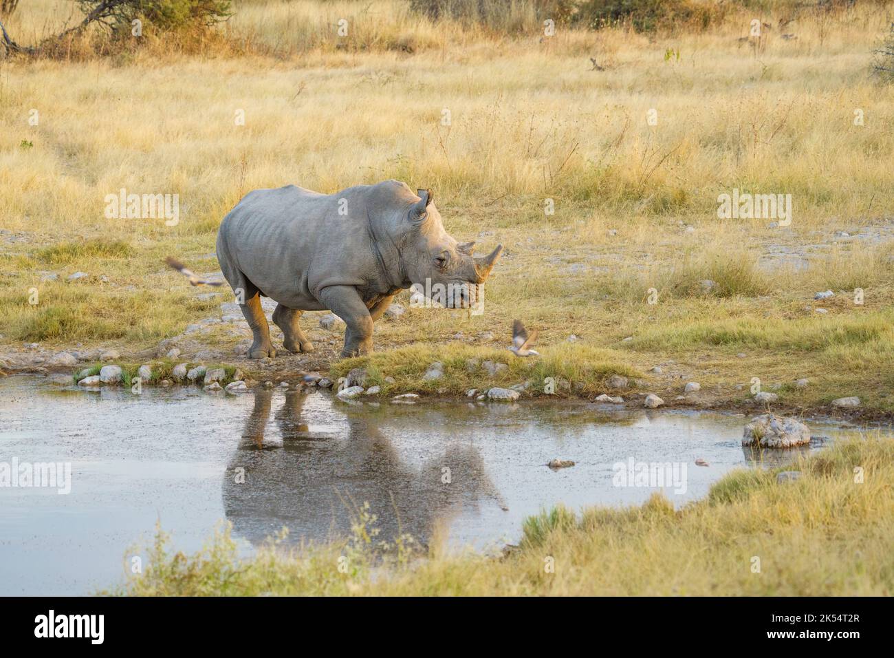 Rinoceronte bianco (Ceratotherium simum) in piedi in una buca d'acqua con riflesso nell'acqua. Parco Nazionale di Etosha, Namibia, Africa Foto Stock