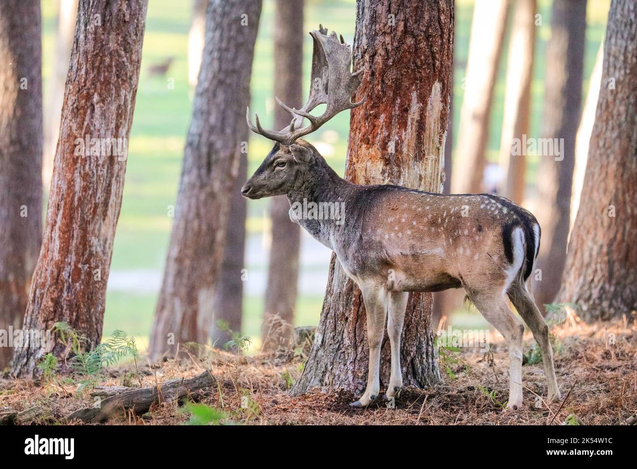 Capriolo europeo (dama dama) maschio (buck), sfregando e raschiando la corteccia dell'albero per marcare il suo territorio, NRW, Germania Foto Stock
