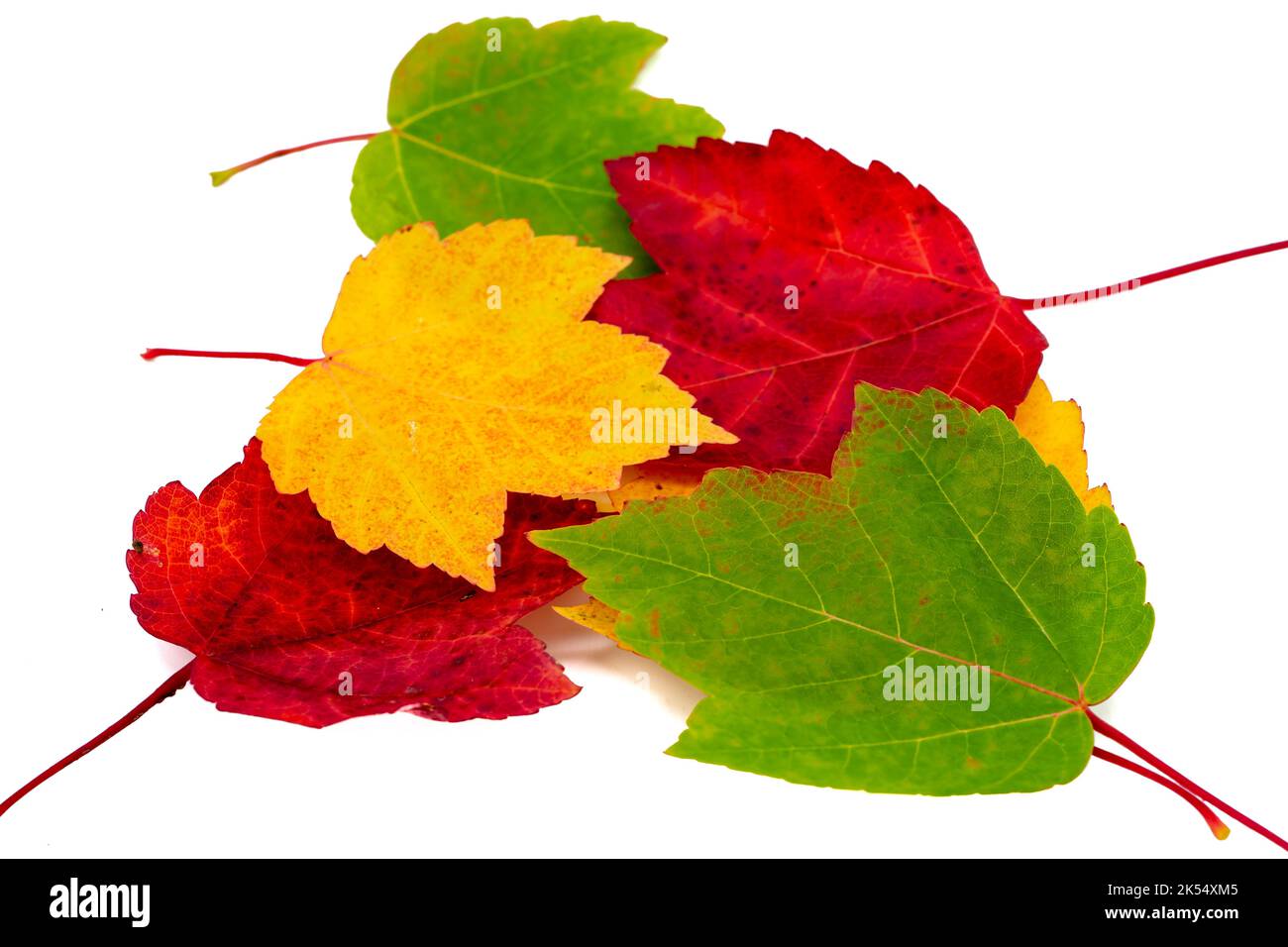 molte foglie colorate autunno acero isolato Foto Stock