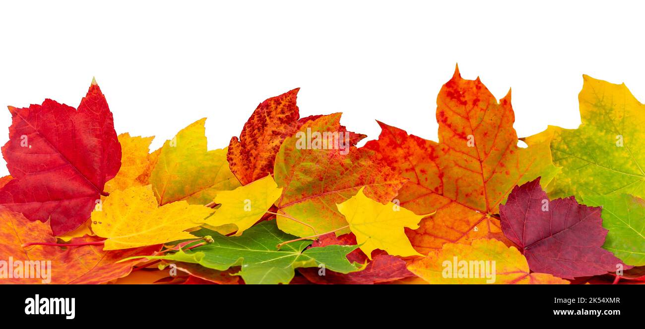 Panorama foglie d'autunno d'oro isolate su sfondo bianco Foto Stock