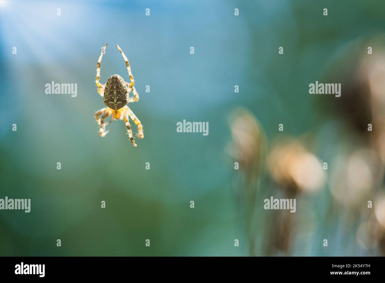 Crociera del ragno su una filettatura del ragno. Sfondo sfocato. Un cacciatore utile tra insetti. Arachnid. Foto di animali selvatici. Foto Stock