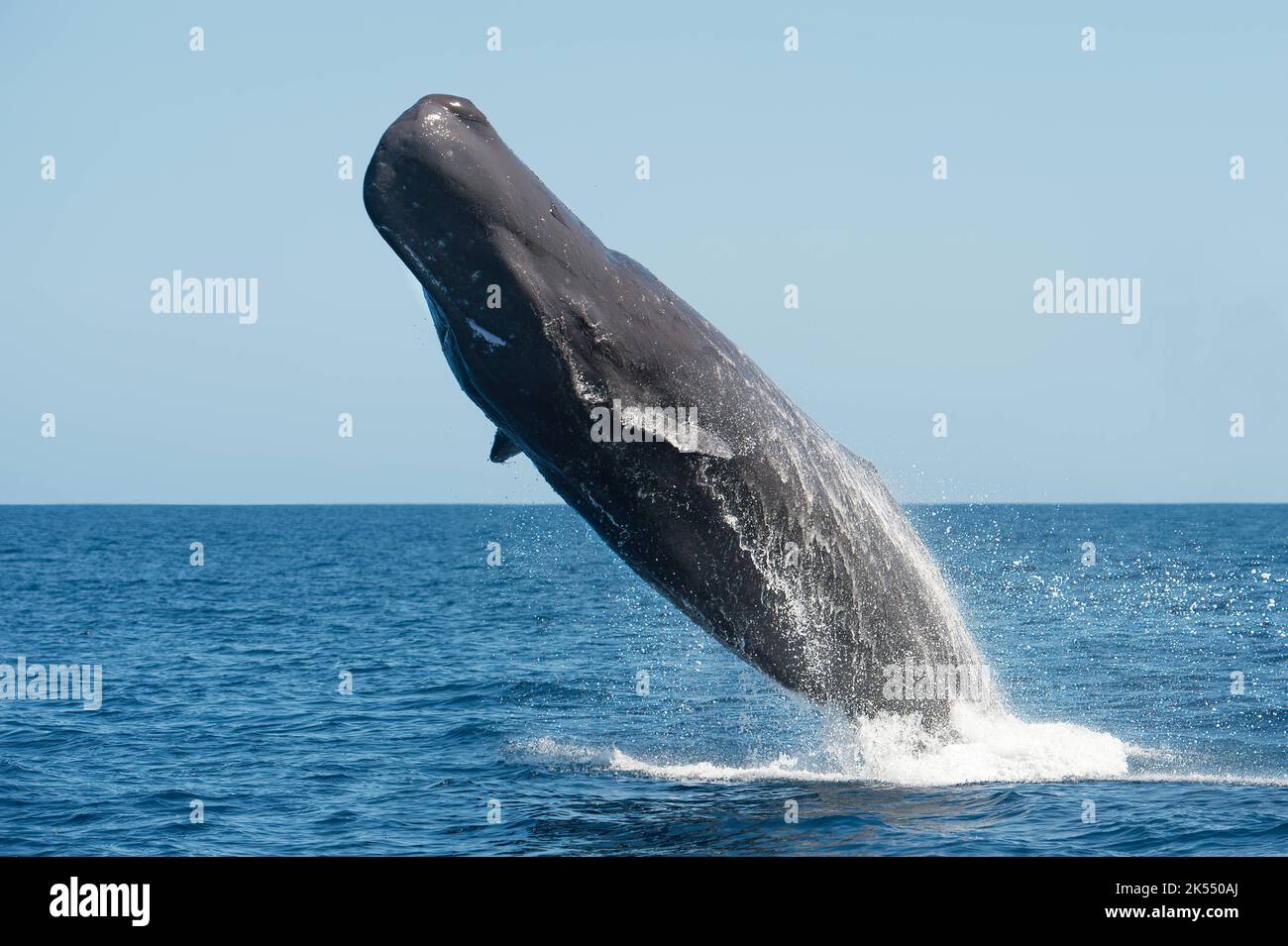 Saltando dall'oceano. Oceano Indiano: QUESTE immagini ICONICHE mostrano una delle specie di balena più amate che salgono dall'acqua nel momento perfetto f Foto Stock