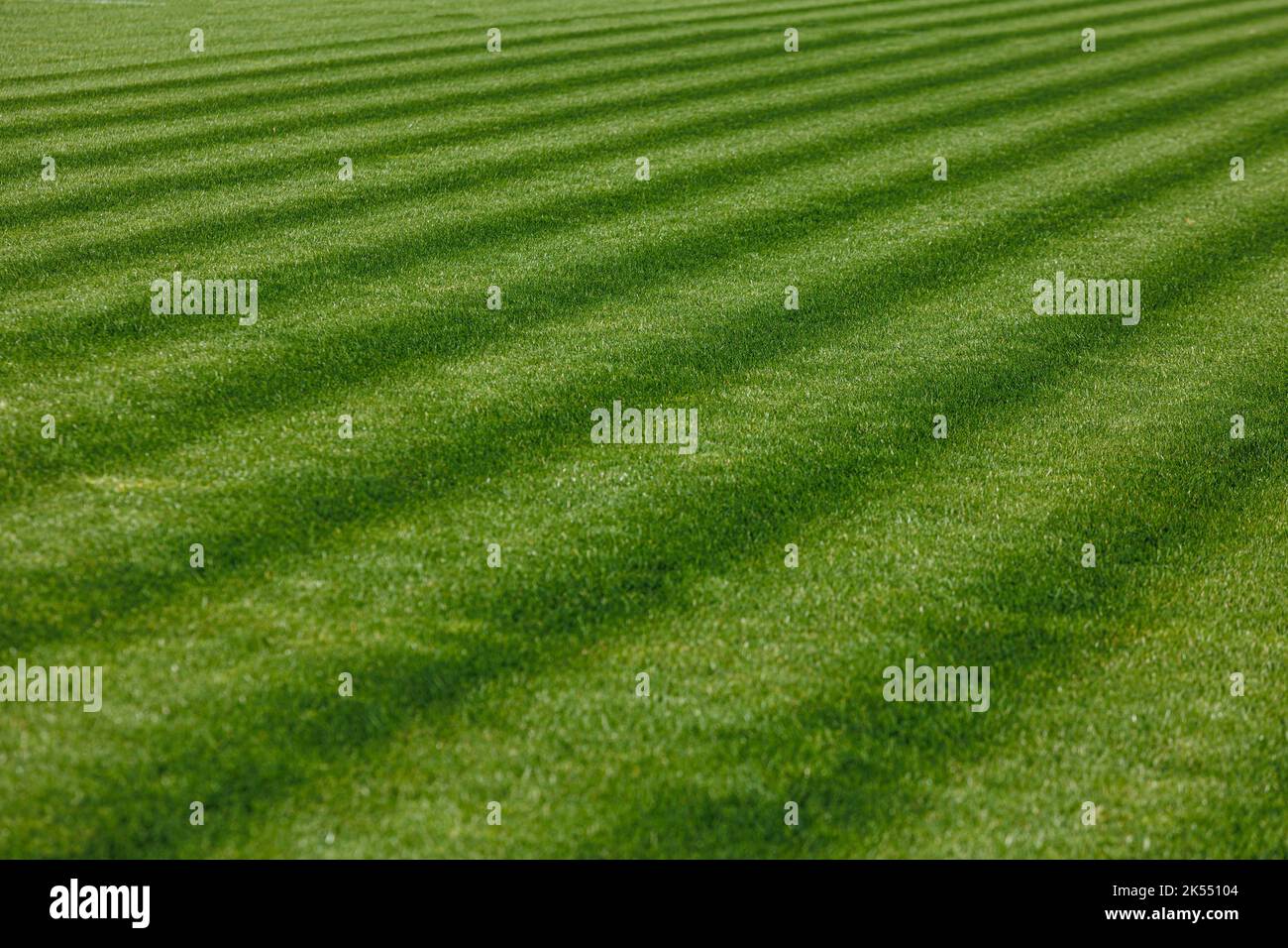La texture di un'erba da calcio perfetta. Campo da calcio verde Foto Stock