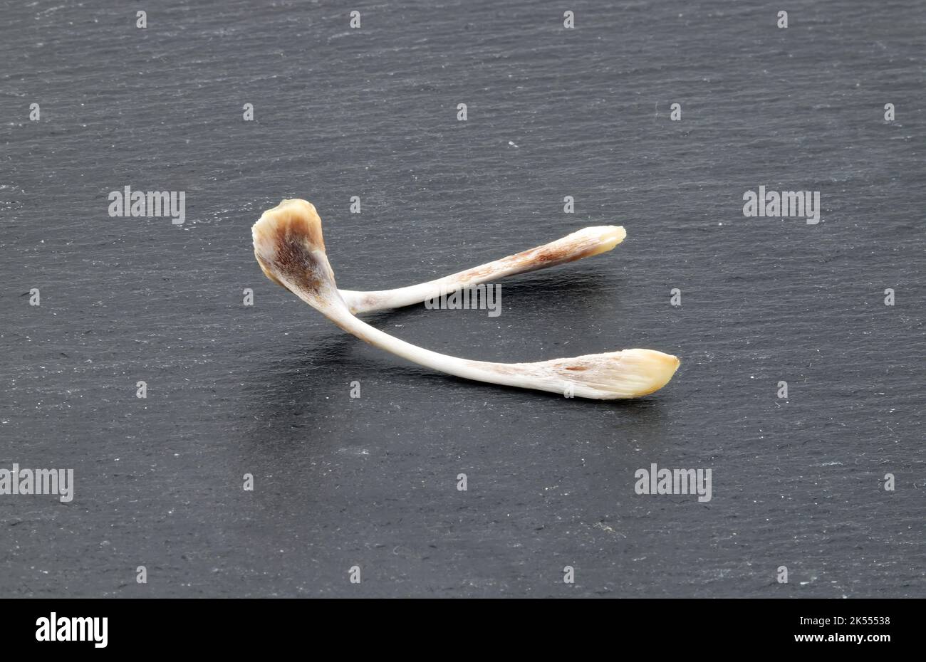 Pollo con braccio oscillante per rendere i desideri isolati su sfondo scuro Foto Stock