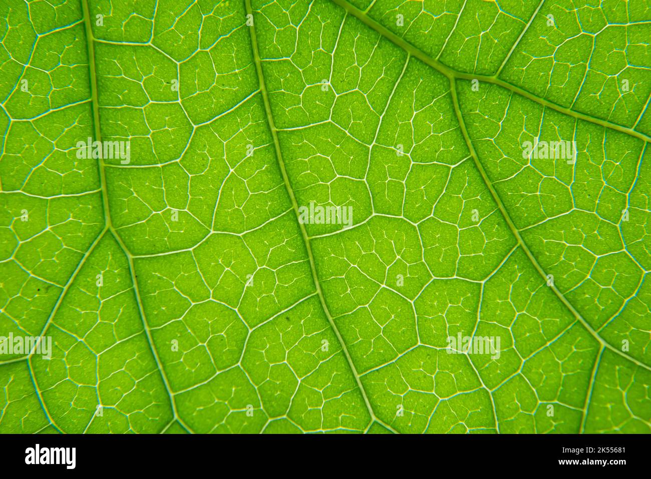 Macro shot di tessuto venoso foglia verde Foto Stock