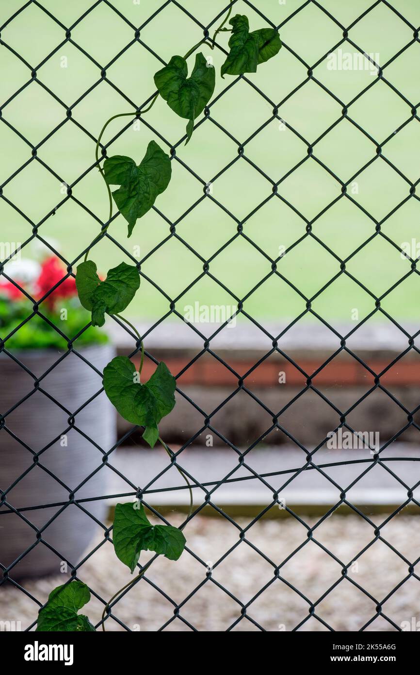 Un'erbaccia come la vite grwoign su una recinzione del filo in una città nel Regno Unito. Foto Stock
