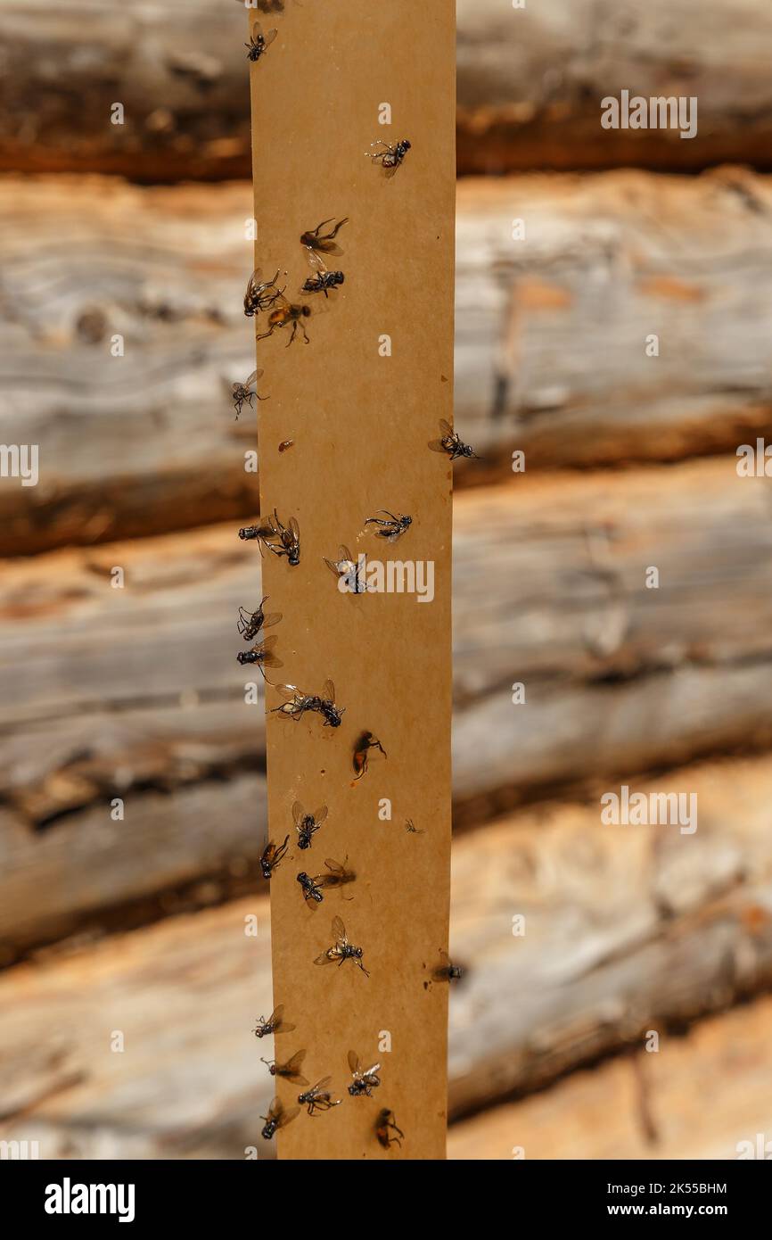 Carta Flypaper. Mosche incollate su nastro adesivo su uno sfondo di una parete di tronchi. Foto Stock