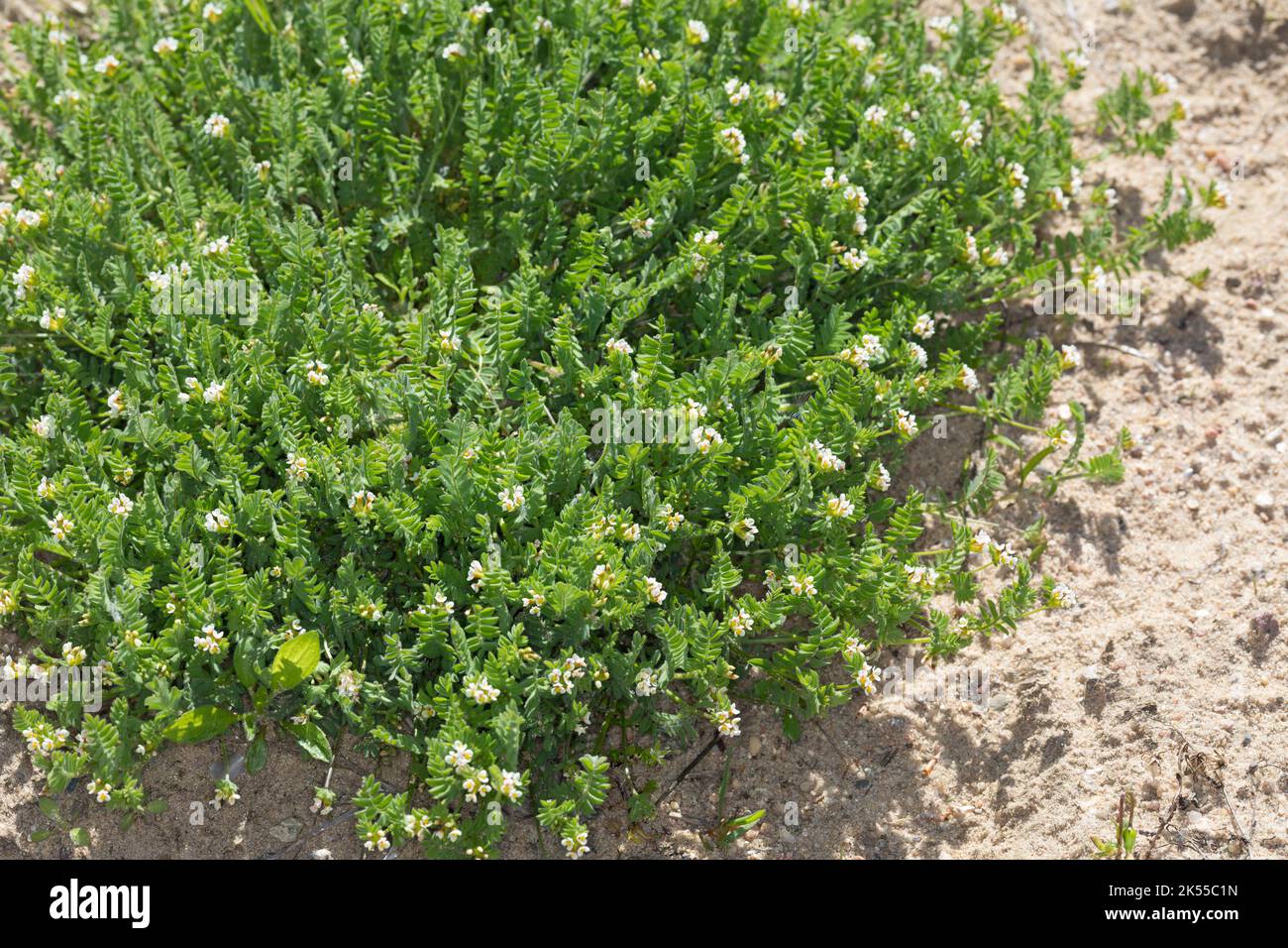 Kleiner Vogelfuß, Kleiner Vogelfuss, Mäusewicke, Ornithopus perpusilus, piede di uccello bianco, Ornithope délicat, Ornithope fluet, Pied-d'oiseau d Foto Stock