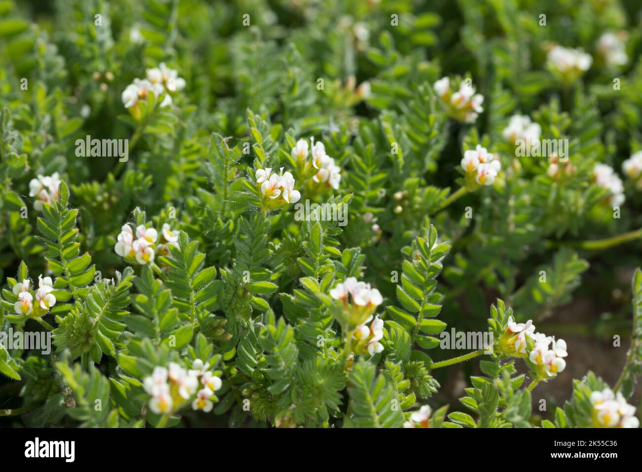 Kleiner Vogelfuß, Kleiner Vogelfuss, Mäusewicke, Ornithopus perpusilus, piede di uccello bianco, Ornithope délicat, Ornithope fluet, Pied-d'oiseau d Foto Stock