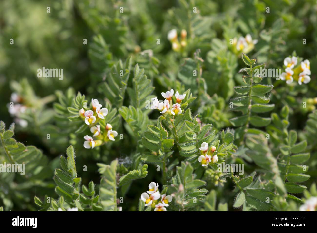 Kleiner Vogelfuß, Kleiner Vogelfuss, Mäusewicke, Ornithopus perpusilus, piede di uccello bianco, Ornithope délicat, Ornithope fluet, Pied-d'oiseau d Foto Stock