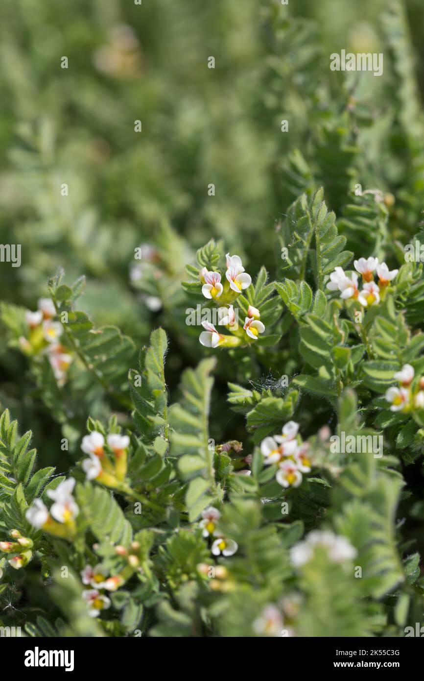 Kleiner Vogelfuß, Kleiner Vogelfuss, Mäusewicke, Ornithopus perpusilus, piede di uccello bianco, Ornithope délicat, Ornithope fluet, Pied-d'oiseau d Foto Stock