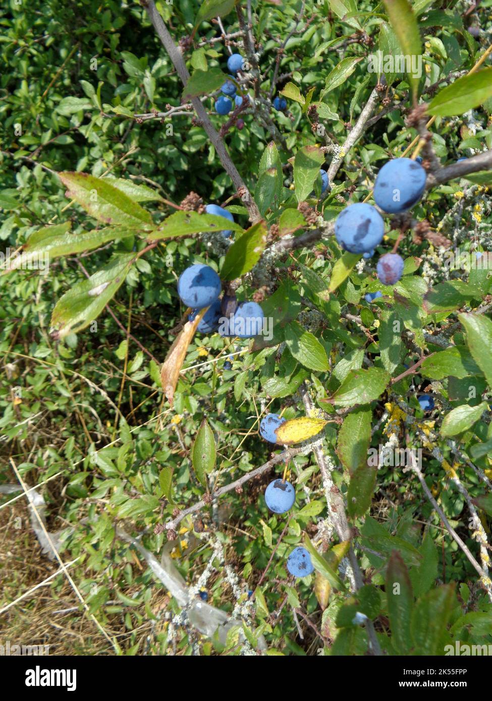 Primo piano naturale prugna di damson selvatico, Prunus insiitia, maturazione sull'albero in natura Foto Stock