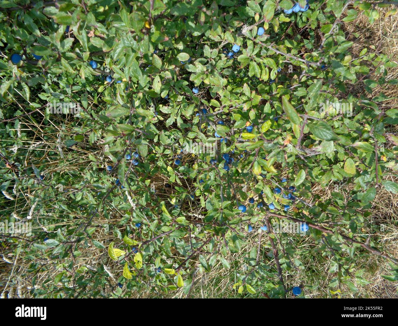 Primo piano naturale prugna di damson selvatico, Prunus insiitia, maturazione sull'albero in natura Foto Stock