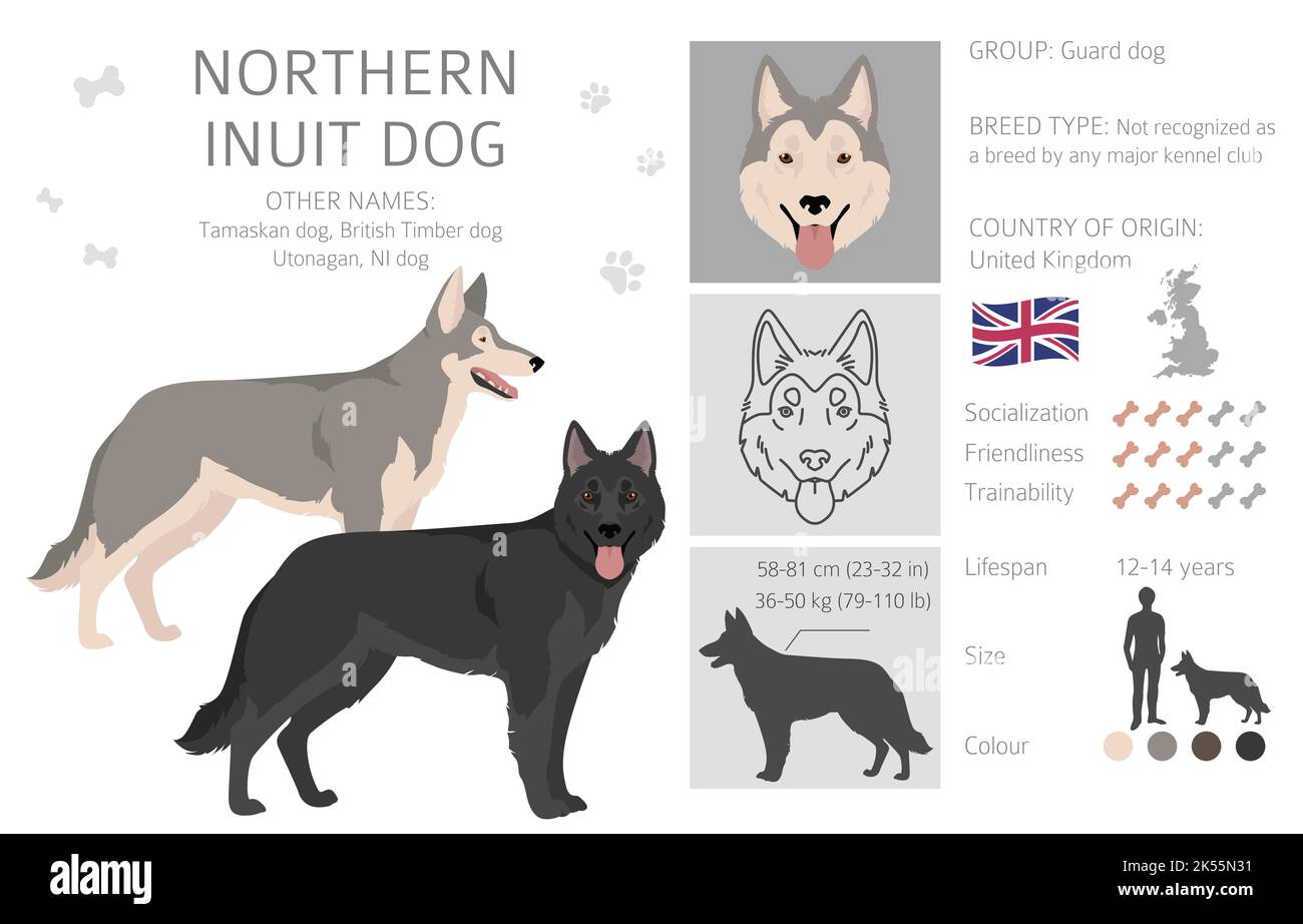 Clipart settentrionale del cane Inuit. Tutti i colori del mantello set.; tutte le razze di cani caratteristiche infografica. Illustrazione vettoriale Illustrazione Vettoriale