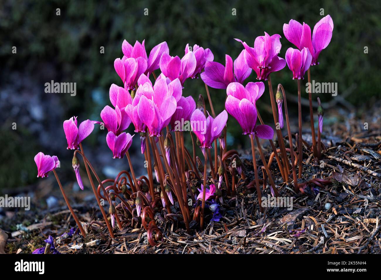 Ciclamino hederfolium presso i Giardini di Aberglasney Foto Stock