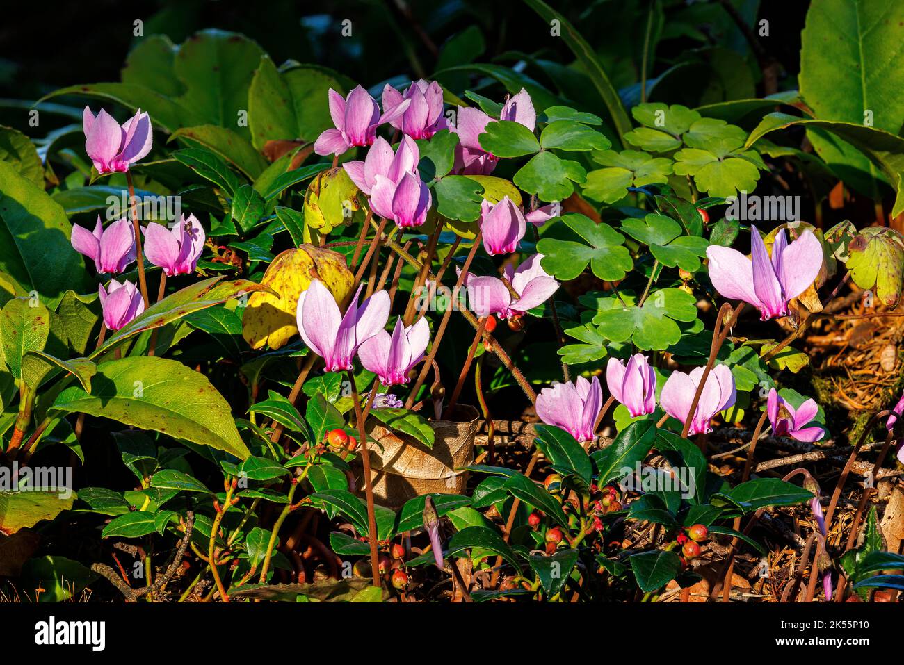 Ciclamino hederfolium presso i Giardini di Aberglasney Foto Stock