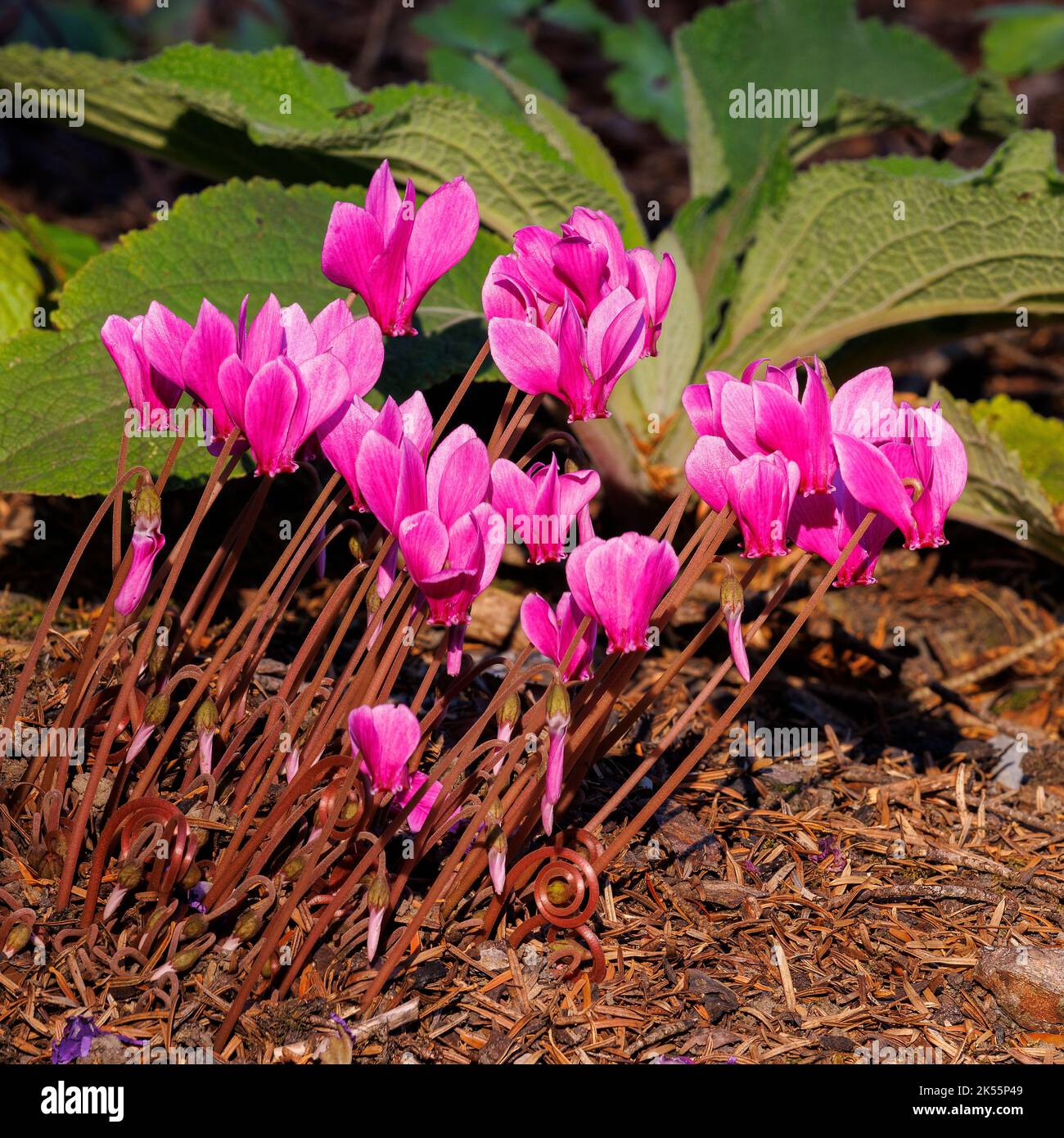 Ciclamino hederfolium presso i Giardini di Aberglasney Foto Stock