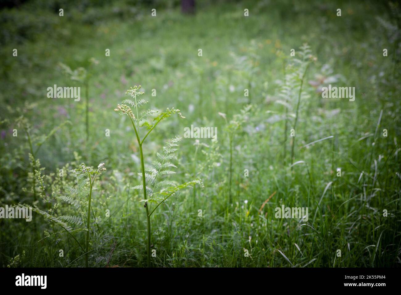 Immagine di una giovane felce che cresce in una foresta pluviale. Una felce è un membro di un gruppo di piante vascolari (piante con xilema e floema) che si riproducono via sp Foto Stock