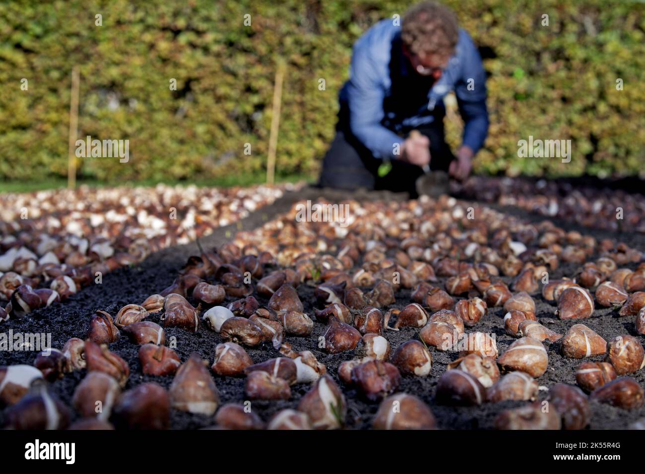 2022-10-06 10:53:20:19 LISSE - nel Keukenhof, il personale del giardino ha iniziato a piantare un totale di 7 milioni di bulbi di fiori. Il famoso parco fiorito è stato chiuso per tutta la stagione a causa delle misure corona. ANP OLAF KRAAK paesi bassi OUT - belgio OUT Foto Stock
