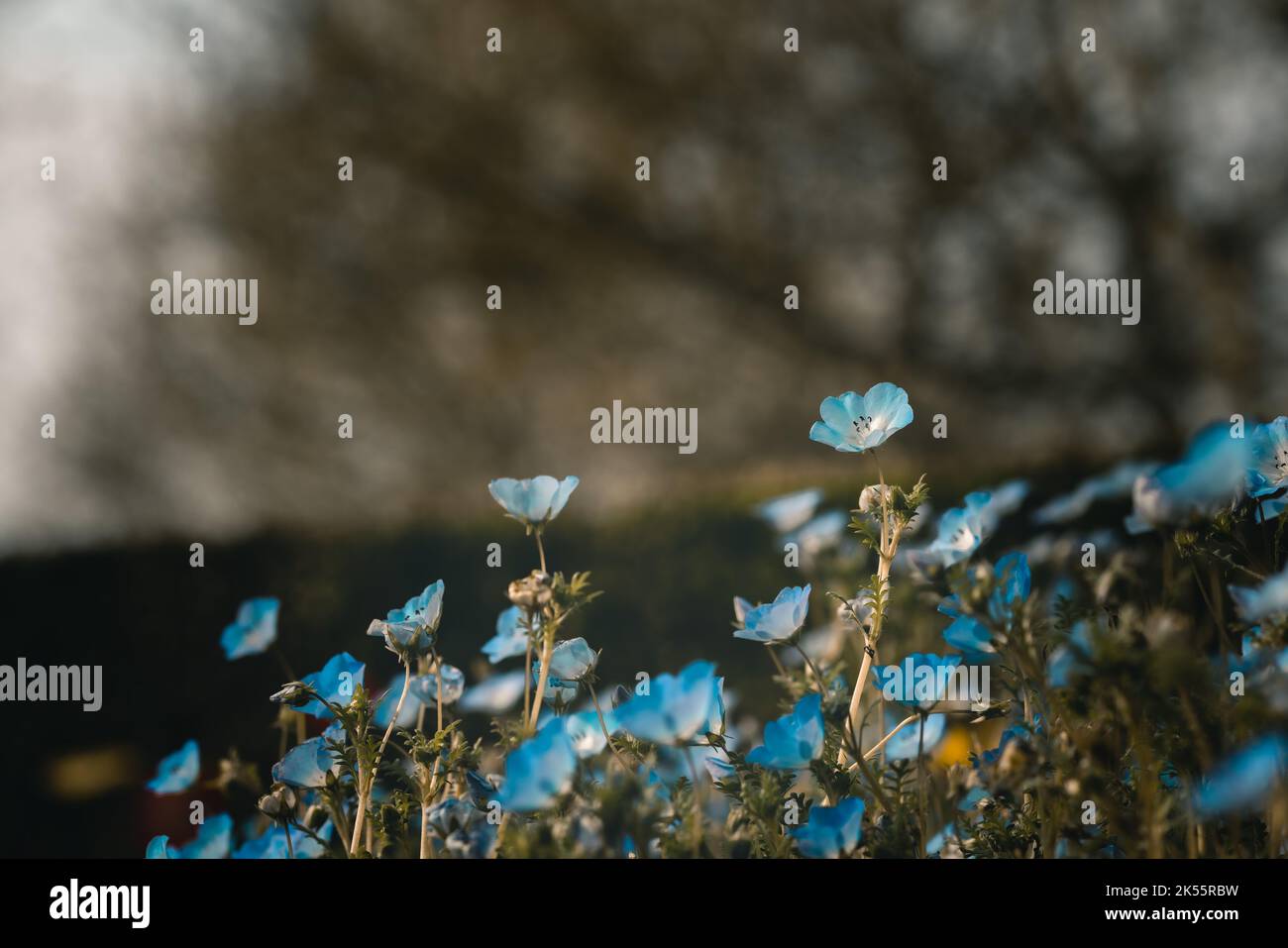 La nemofila blu fiorisce nel campo nella luce solare tenue Foto Stock