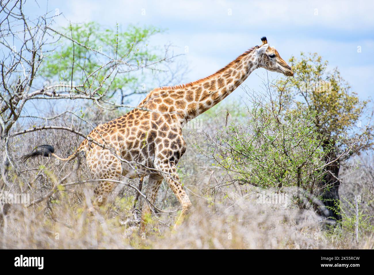 Una giraffea carina che mangia le foglie di un albero Foto Stock