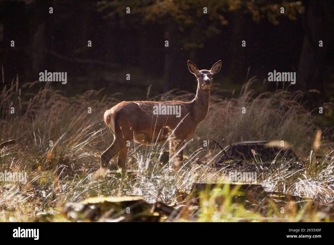 capriolo bambino nella foresta Foto Stock